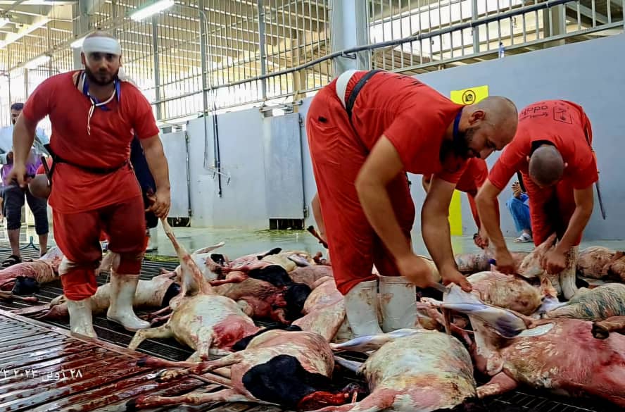 حدود ۸۵هزار قربانی حج، بدست ۷۴ ذابح باتجربه ایرانی انجام شد